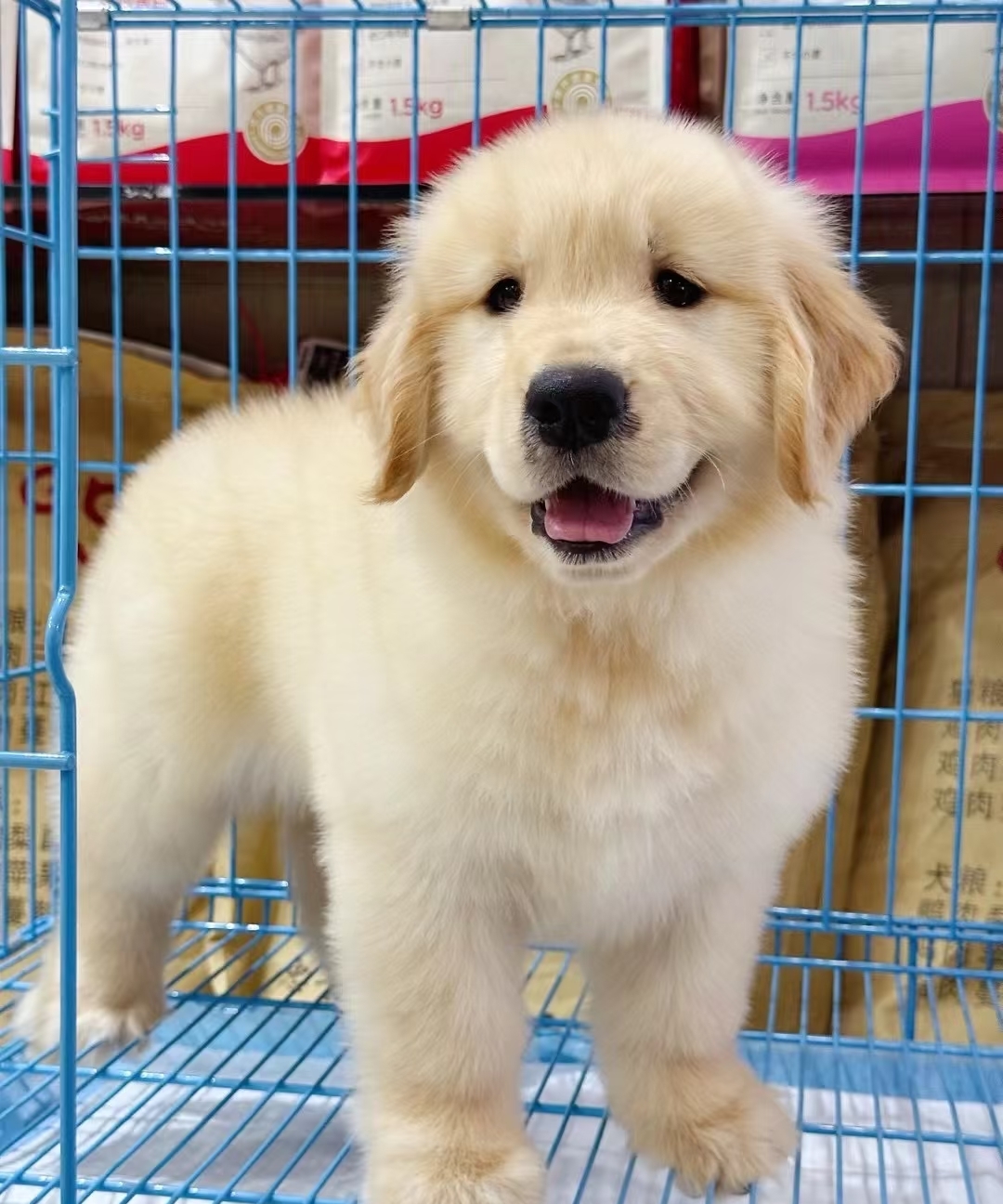 金毛是一种广受欢迎的犬种，以其友好、温顺的性格而著称